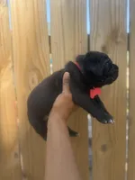 Shamrock, a male Cane Corso for sale in Savannah, GA – Photo 6 of 10