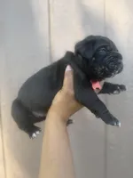 Shamrock, a male Cane Corso for sale in Savannah, GA – Photo 5 of 10