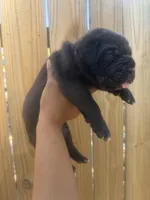 Shamrock, a male Cane Corso for sale in Savannah, GA – Photo 9 of 10