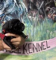 Shamrock, a male Cane Corso for sale in Savannah, GA – Photo 2 of 6