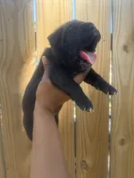 Shamrock, a male Cane Corso for sale in Savannah, GA – Photo 10 of 10