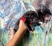 Shamrock, a male Cane Corso for sale in Savannah, GA – Photo 4 of 6