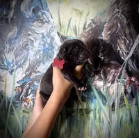 Shamrock, a male Cane Corso for sale in Savannah, GA – Photo 3 of 6