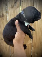 Ash (Corso), a male Cane Corso for sale in Savannah, GA – Photo 5 of 10