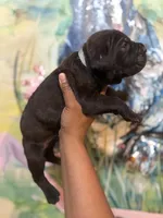 Ash (Corso), a male Cane Corso for sale in Savannah, GA – Photo 8 of 10