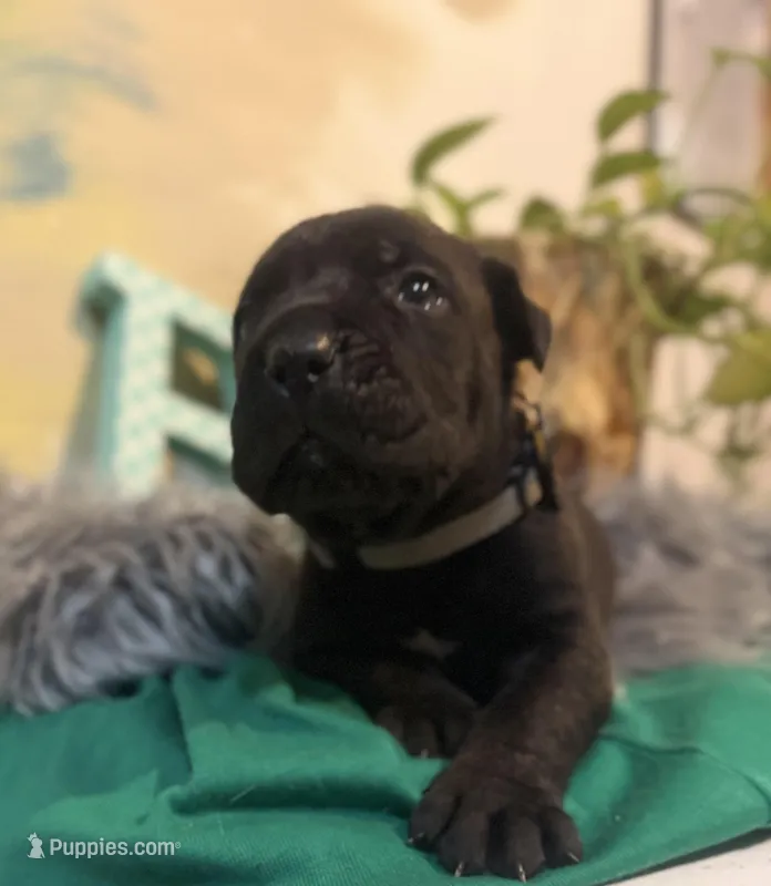 Ash (Corso) – Cane Corso puppy for sale in Savannah, GA