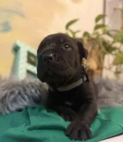 Ash (Corso), a male Cane Corso for sale in Savannah, GA – Photo 1 of 10