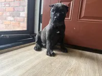 Ash (Corso) akc, a male Cane Corso for sale in Savannah, GA – 9 of 10