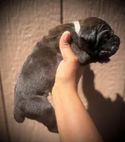 Ash (Corso), a male Cane Corso for sale in Savannah, GA – Photo 3 of 10