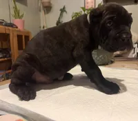 Ash (Corso), a male Cane Corso for sale in Savannah, GA – Photo 5 of 7
