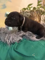 Ash (Corso), a male Cane Corso for sale in Savannah, GA – Photo 9 of 10