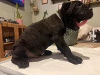 Ash (Corso), a male Cane Corso for sale in Savannah, GA – Photo 6 of 7