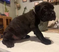 Ash (Corso), a male Cane Corso for sale in Savannah, GA – Photo 3 of 7