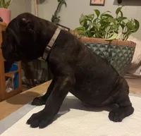 Ash (Corso), a male Cane Corso for sale in Savannah, GA – Photo 4 of 7