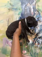 Ash (Corso), a male Cane Corso for sale in Savannah, GA – Photo 7 of 10