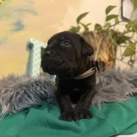 Ash (Corso), a male Cane Corso for sale in Savannah, GA – Photo 6 of 10