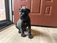 Ash (Corso) akc, a male Cane Corso for sale in Savannah, GA – 2 of 10