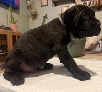 Ash (Corso), a male Cane Corso for sale in Savannah, GA – Photo 1 of 7
