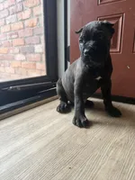 Ash (Corso) akc, a male Cane Corso for sale in Savannah, GA – 8 of 10