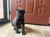 Ash (Corso) akc, a male Cane Corso for sale in Savannah, GA – 3 of 10