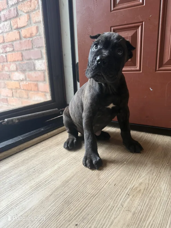 Ash (Corso) – Cane Corso puppy for sale in Savannah, GA