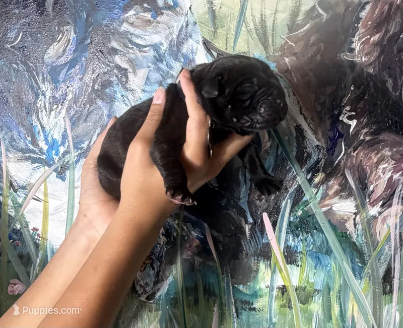 Ash (Corso) – Cane Corso puppy for sale in Savannah, GA