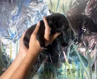 Ash (Corso), a male Cane Corso for sale in Savannah, GA – Photo 1 of 6