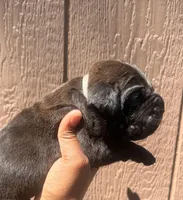 Ash (Corso), a male Cane Corso for sale in Savannah, GA – Photo 4 of 10