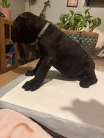 Ash (Corso), a male Cane Corso for sale in Savannah, GA – Photo 7 of 7