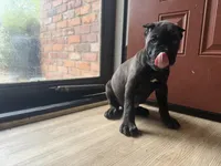 Ash (Corso) akc, a male Cane Corso for sale in Savannah, GA – 6 of 10