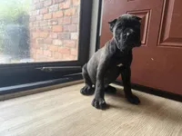 Ash (Corso) akc, a male Cane Corso for sale in Savannah, GA – 7 of 10