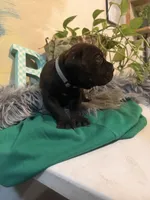 Ash (Corso), a male Cane Corso for sale in Savannah, GA – Photo 10 of 10