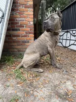 Titan akc, a male Cane Corso for sale in Savannah, GA – 4 of 7