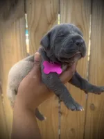 Poppy (Corso), a female Cane Corso for sale in Savannah, GA – Photo 5 of 7