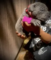 Poppy (Corso), a female Cane Corso for sale in Savannah, GA – Photo 3 of 7