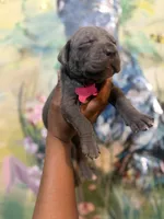 Poppy (Corso), a female Cane Corso for sale in Savannah, GA – Photo 6 of 7