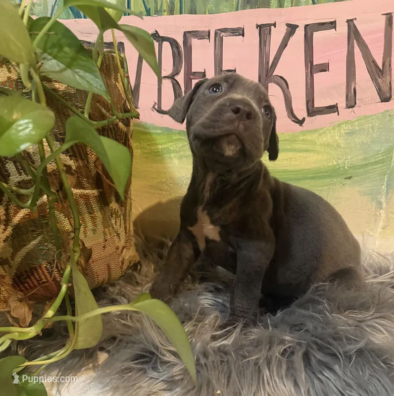 Poppy (Corso) – Cane Corso puppy for sale in Savannah, GA