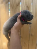 Poppy (Corso), a female Cane Corso for sale in Savannah, GA – Photo 4 of 7