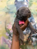 Poppy (Corso), a female Cane Corso for sale in Savannah, GA – Photo 7 of 7