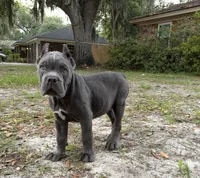Orchid (Corso) akc, a female Cane Corso for sale in Savannah, GA – 8 of 10