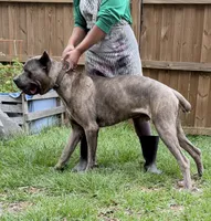 Titan akc, a male Cane Corso for sale in Savannah, GA – 7 of 7