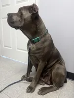 Corsos Coming soon!, a  Cane Corso for sale in Savannah, GA – Photo 3 of 9