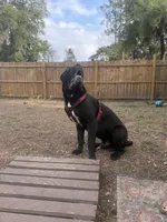 Corsos Coming soon!, a  Cane Corso for sale in Savannah, GA – Photo 9 of 9