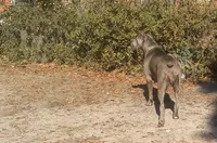 Corsos Coming soon!, a  Cane Corso for sale in Savannah, GA – Photo 4 of 9