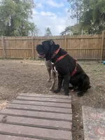 Corsos Coming soon!, a  Cane Corso for sale in Savannah, GA – Photo 8 of 9