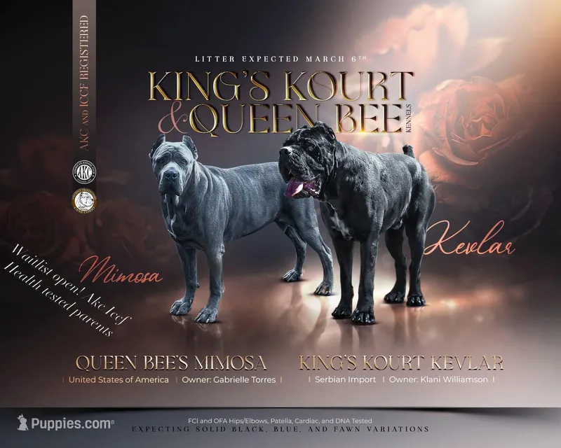 Corsos Coming soon! 3/5/2026, a  Cane Corso for sale in Savannah, GA – Photo 1 of 10