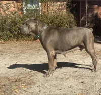 Corsos Coming soon!, a  Cane Corso for sale in Savannah, GA – Photo 6 of 9