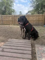 Corsos Coming soon!, a  Cane Corso for sale in Savannah, GA – Photo 7 of 9