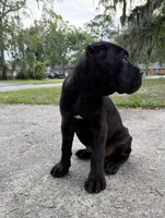 Ash (Corso) akc, a male Cane Corso for sale in Savannah, GA – 10 of 10
