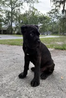 Ash (Corso) akc, a male Cane Corso for sale in Savannah, GA – 9 of 10